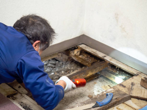 Professional Mold Removal in Fredericksburg, IA