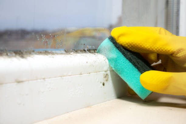 Home Mold Removal in Fredericksburg, IA